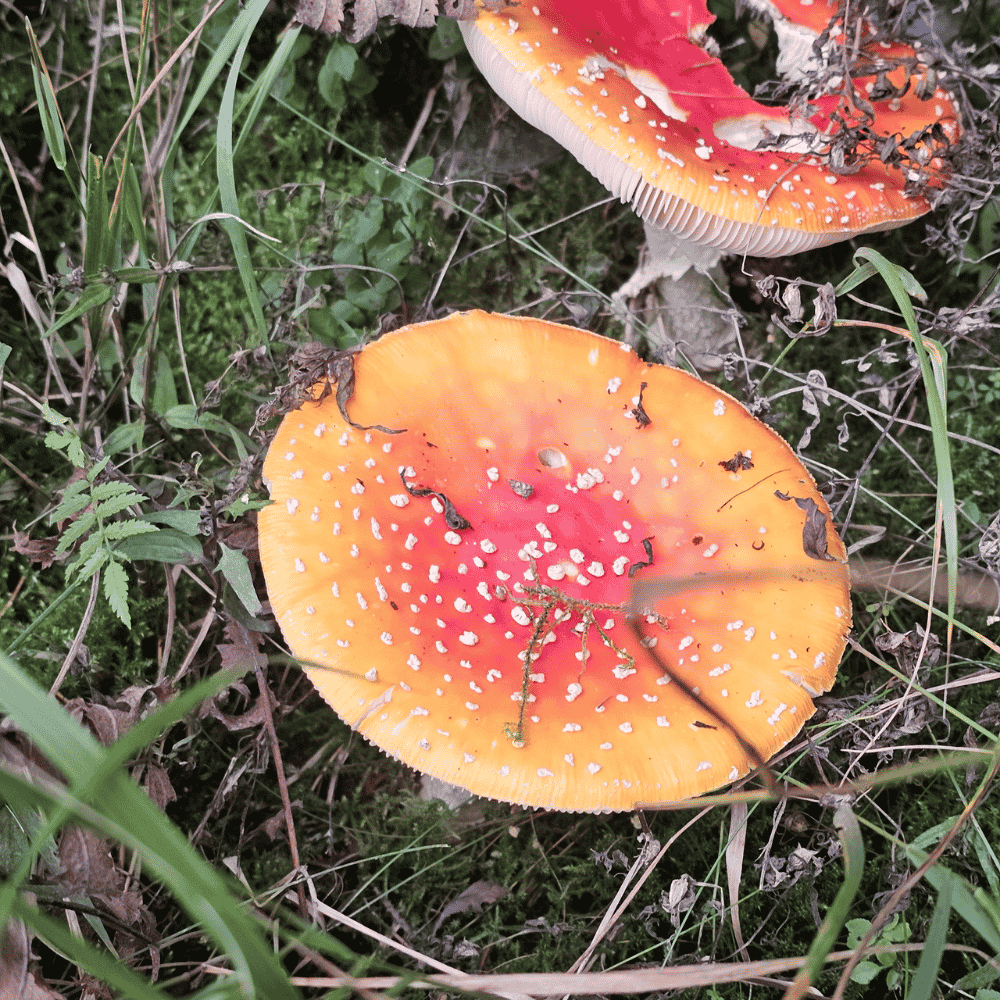 Fliegenpilze im Harz